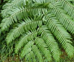 Fern